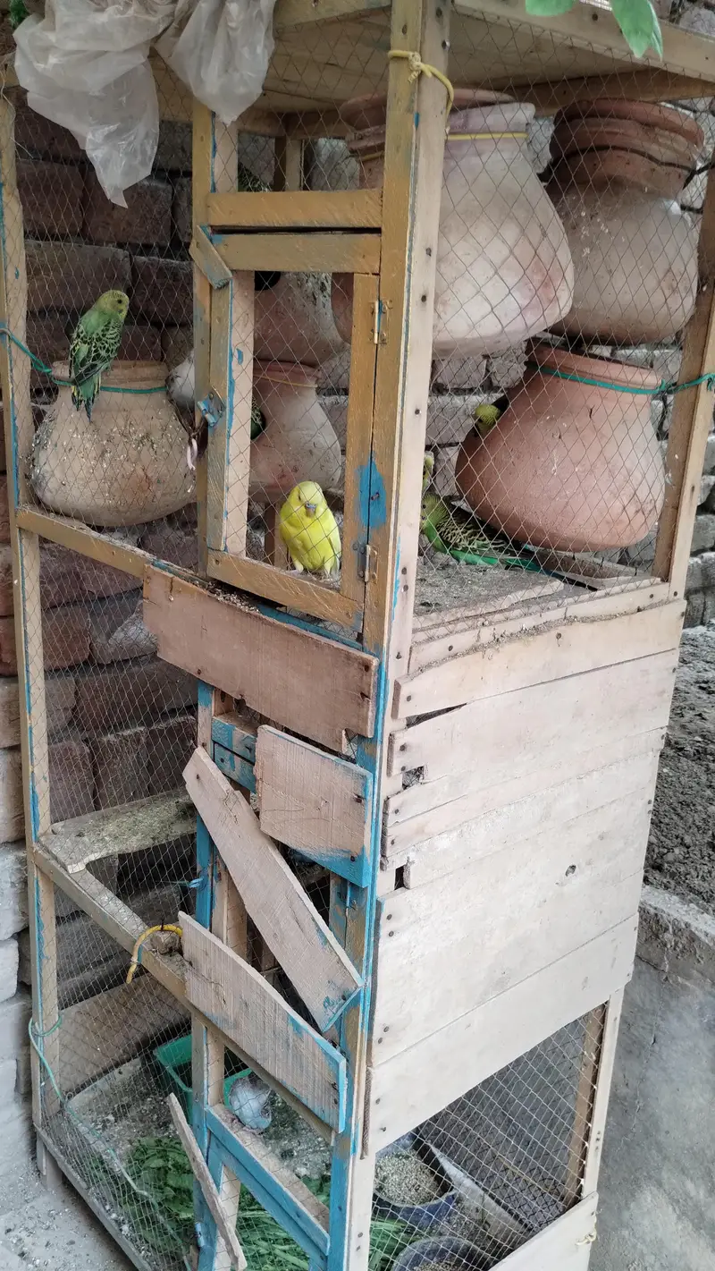 Australian parrot  — photo 12
