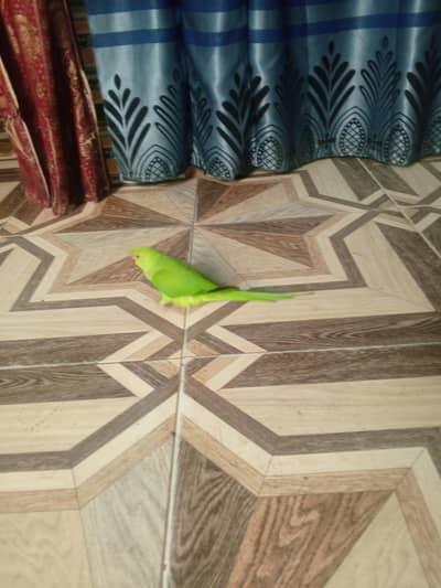 Green parrot for sale