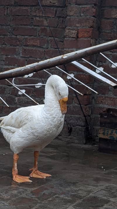 long nack duck 1male 2 female
