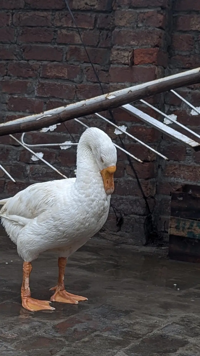 long nack duck 1male 2 female