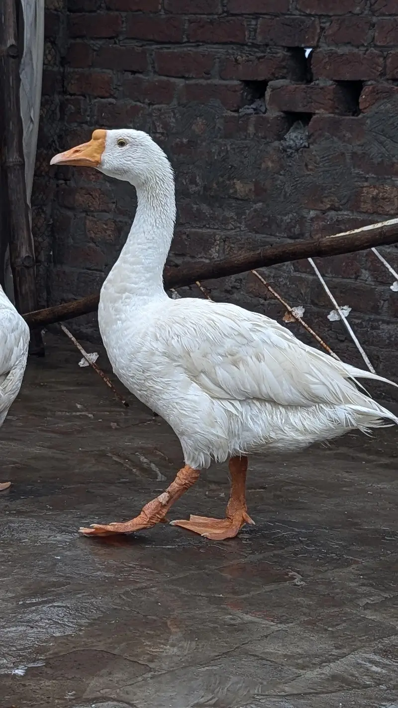 long nack duck 1male 2 female — photo 2
