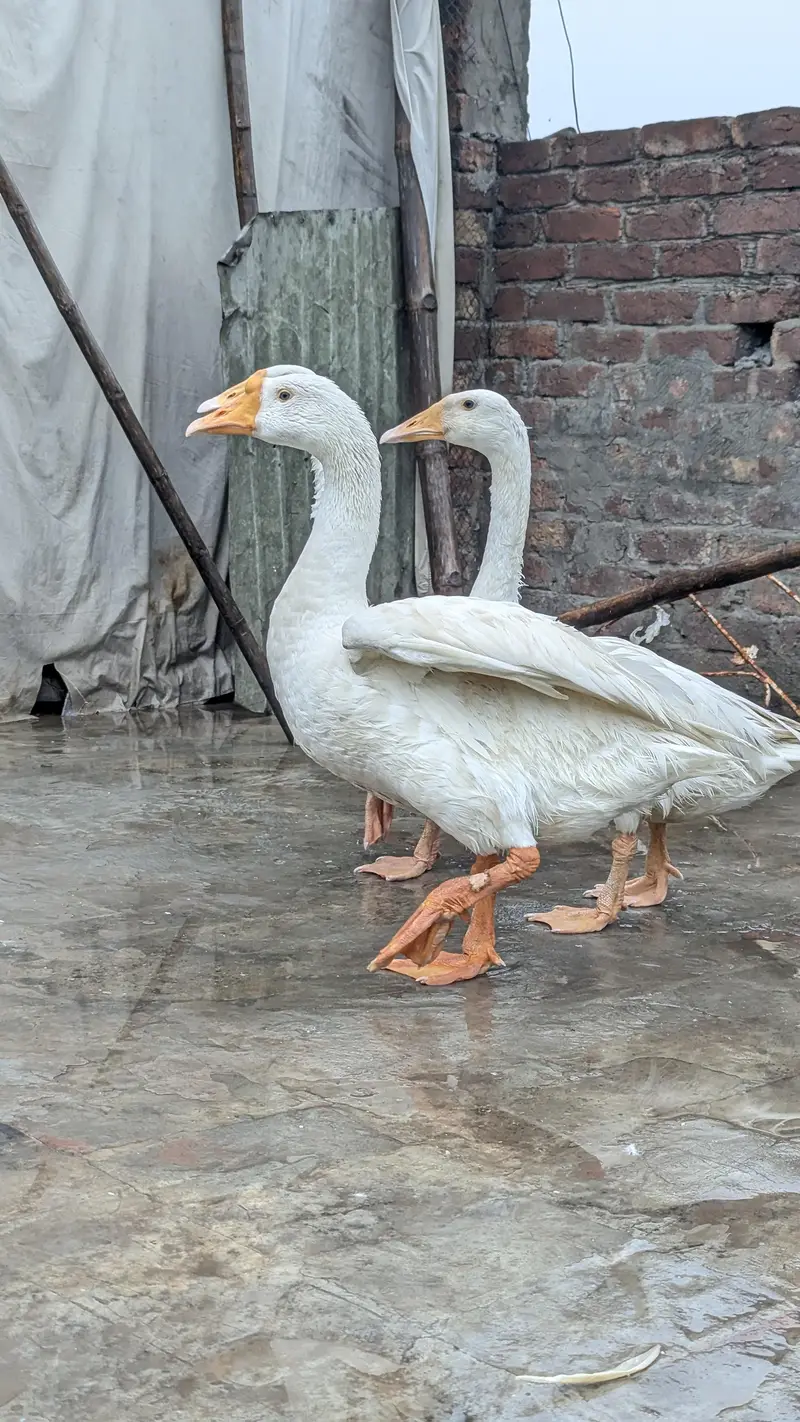 long nack duck 1male 2 female — photo 3
