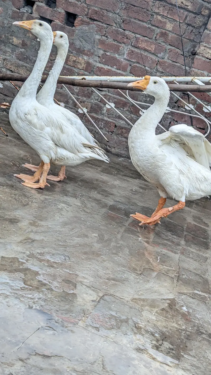 long nack duck 1male 2 female — photo 4