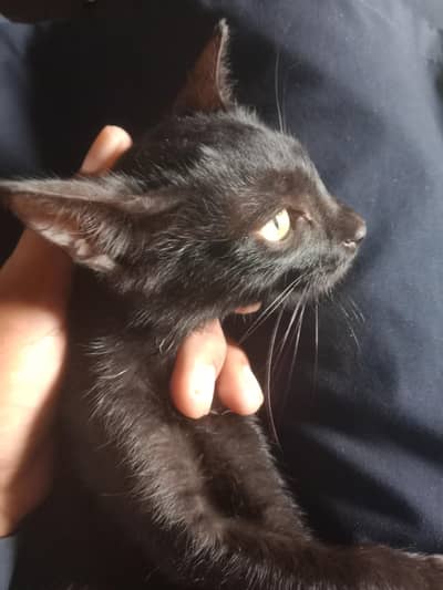 black cat 