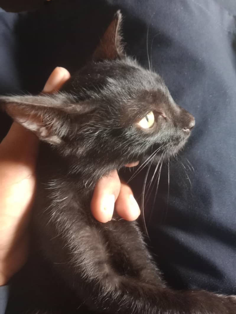 black cat  0