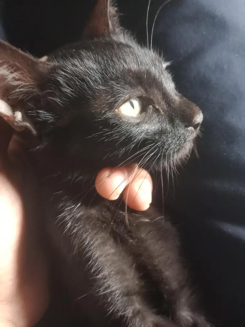 black cat  — photo 2