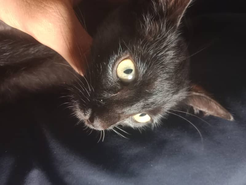 black cat  2