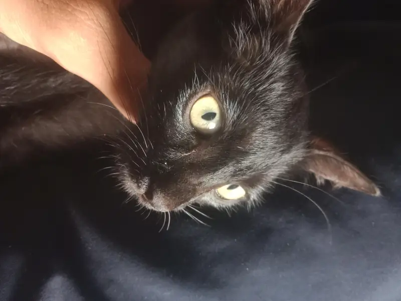 black cat  — photo 3