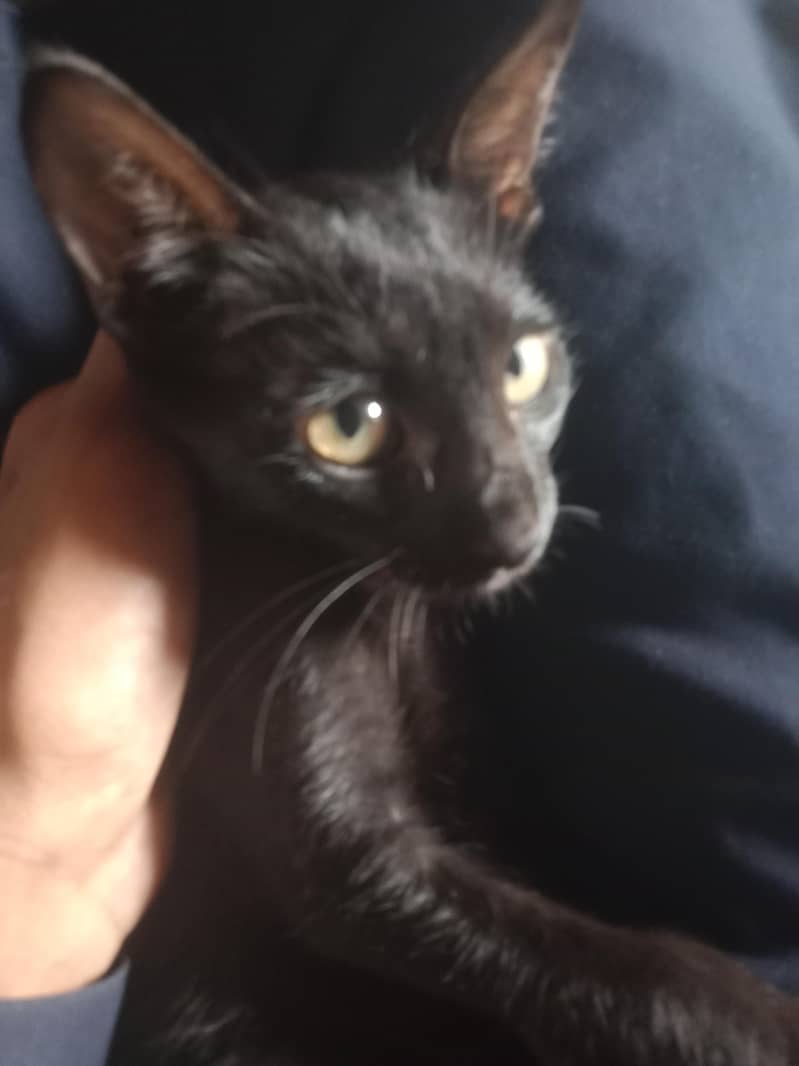 black cat  3