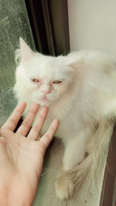 semi punched Persian cats for adoption