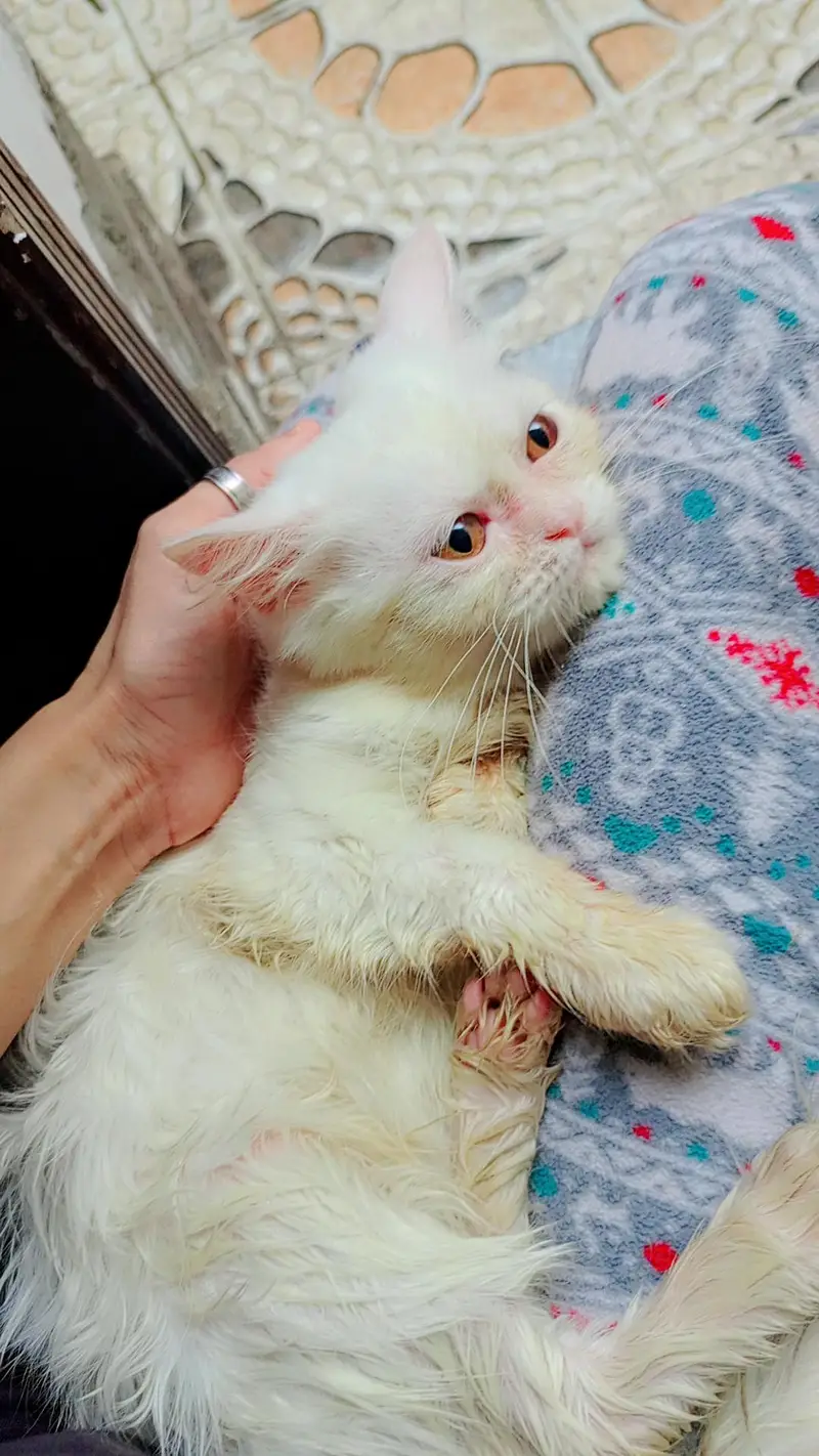 semi punched Persian cats for adoption — photo 2