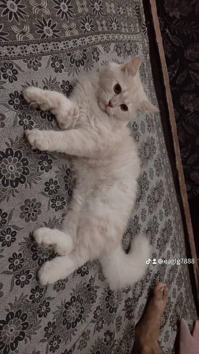 male persion cat