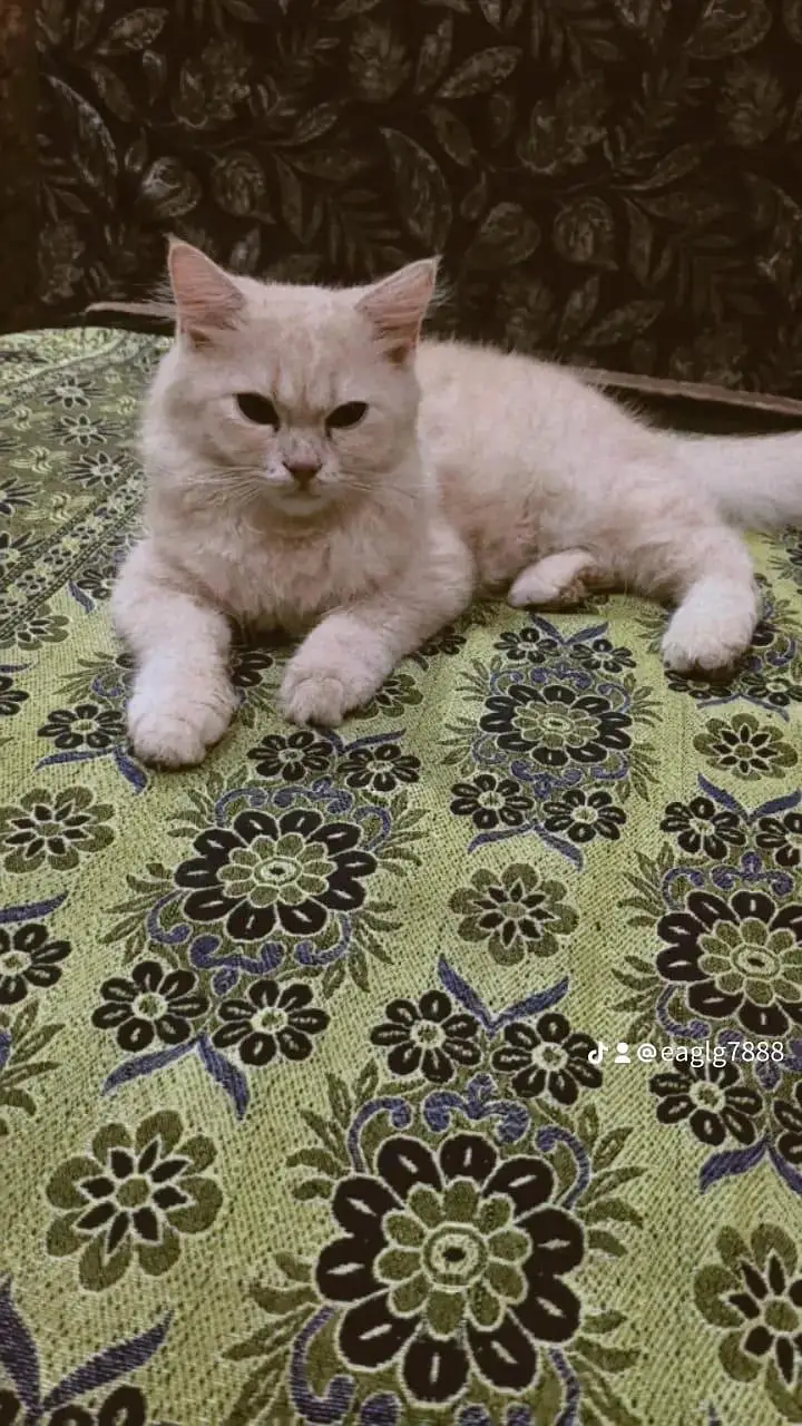male persion cat — photo 2