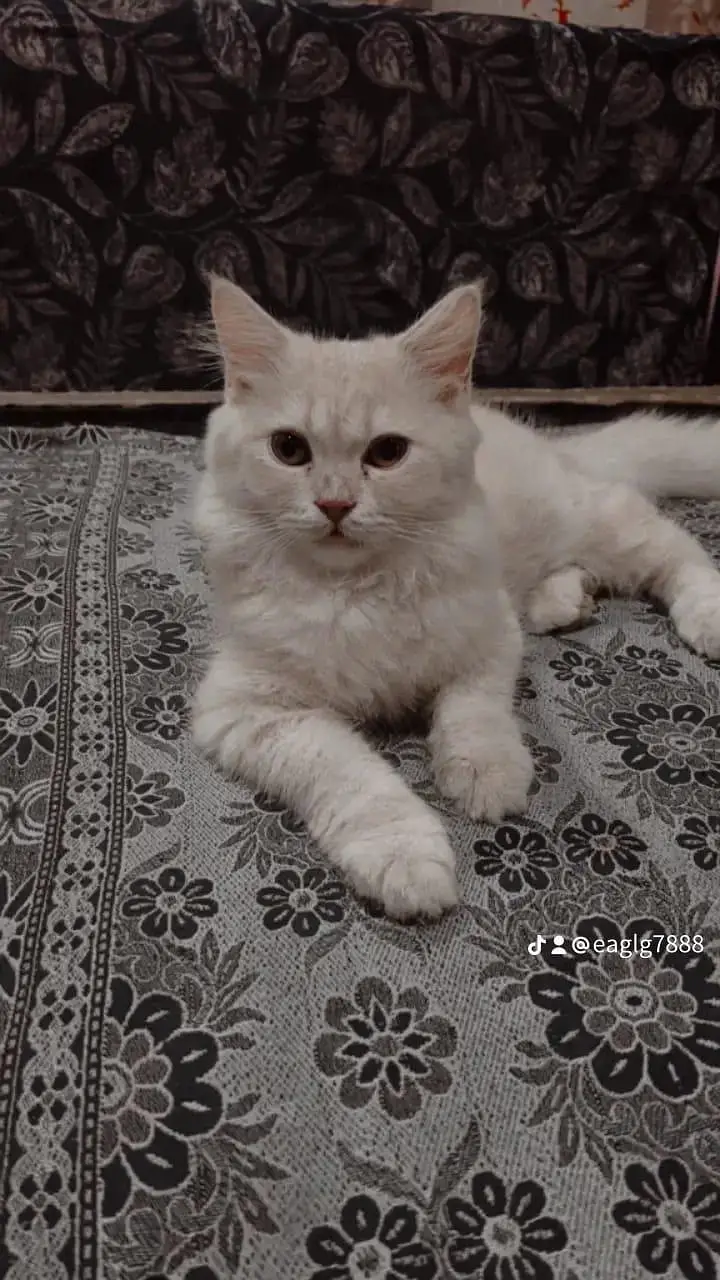 male persion cat — photo 3