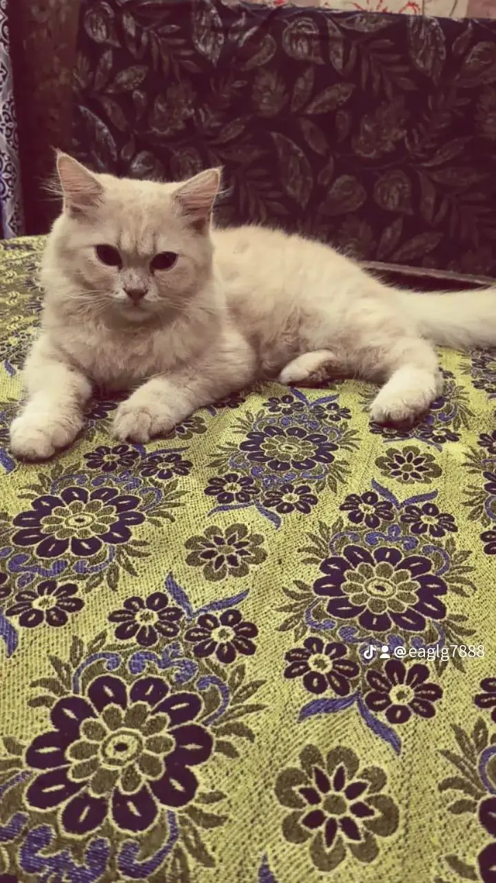 male persion cat — photo 4