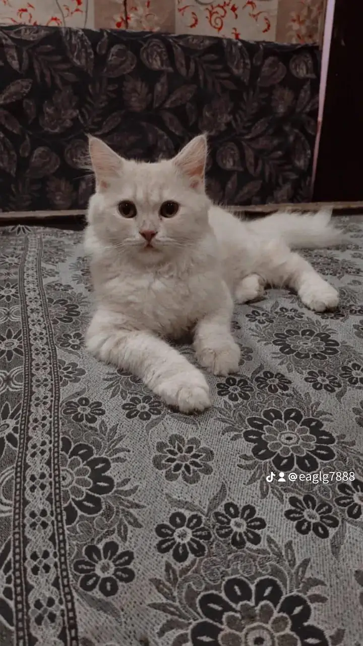 male persion cat — photo 5