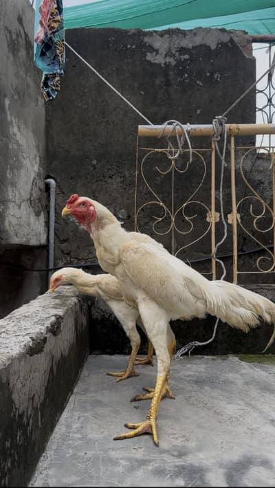 PURE OO SHAMO MALE FOR SALE  (03213671105) Whatsapp