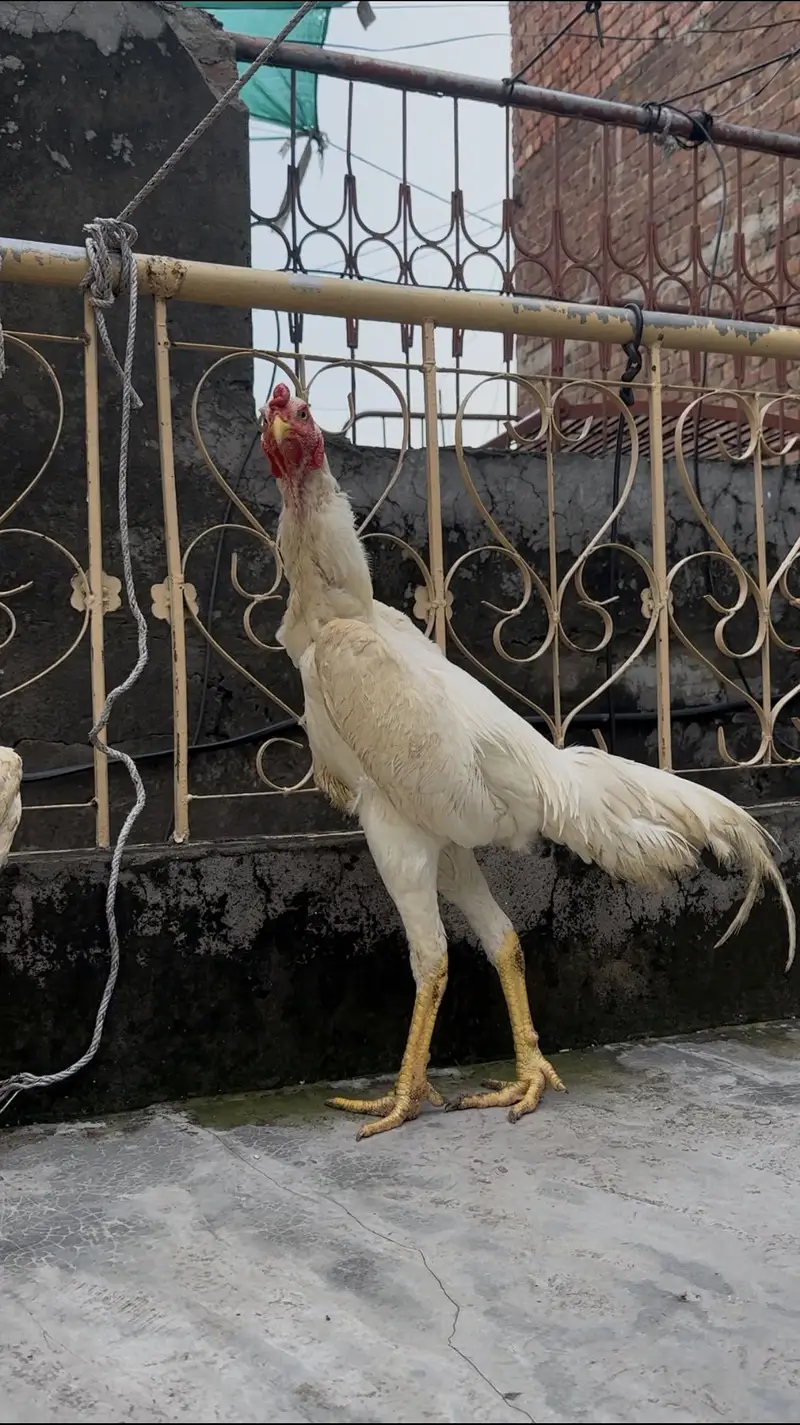 PURE OO SHAMO MALE FOR SALE  (03213671105) Whatsapp — photo 2