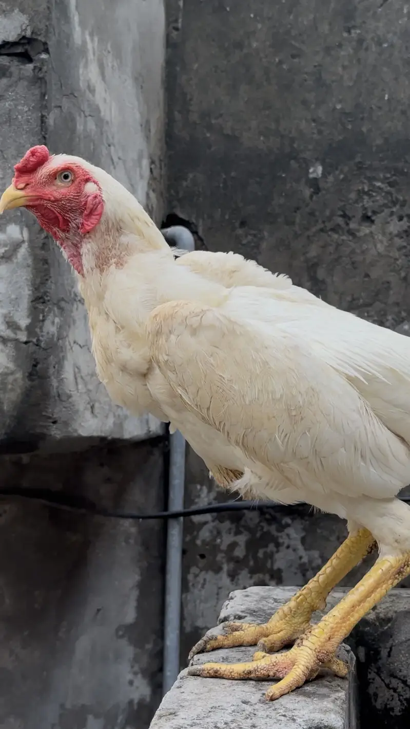 PURE OO SHAMO MALE FOR SALE  (03213671105) Whatsapp — photo 3