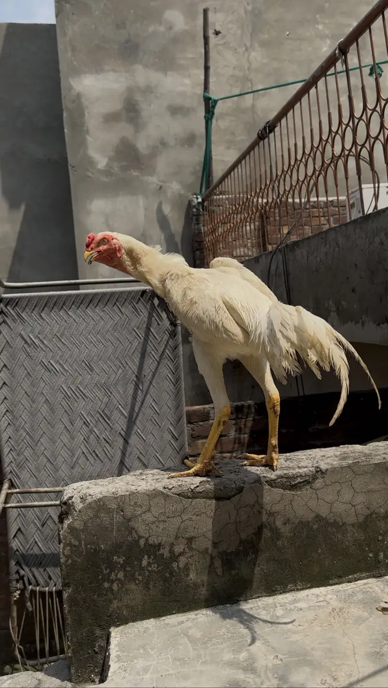 PURE OO SHAMO MALE FOR SALE  (03213671105) Whatsapp — photo 4