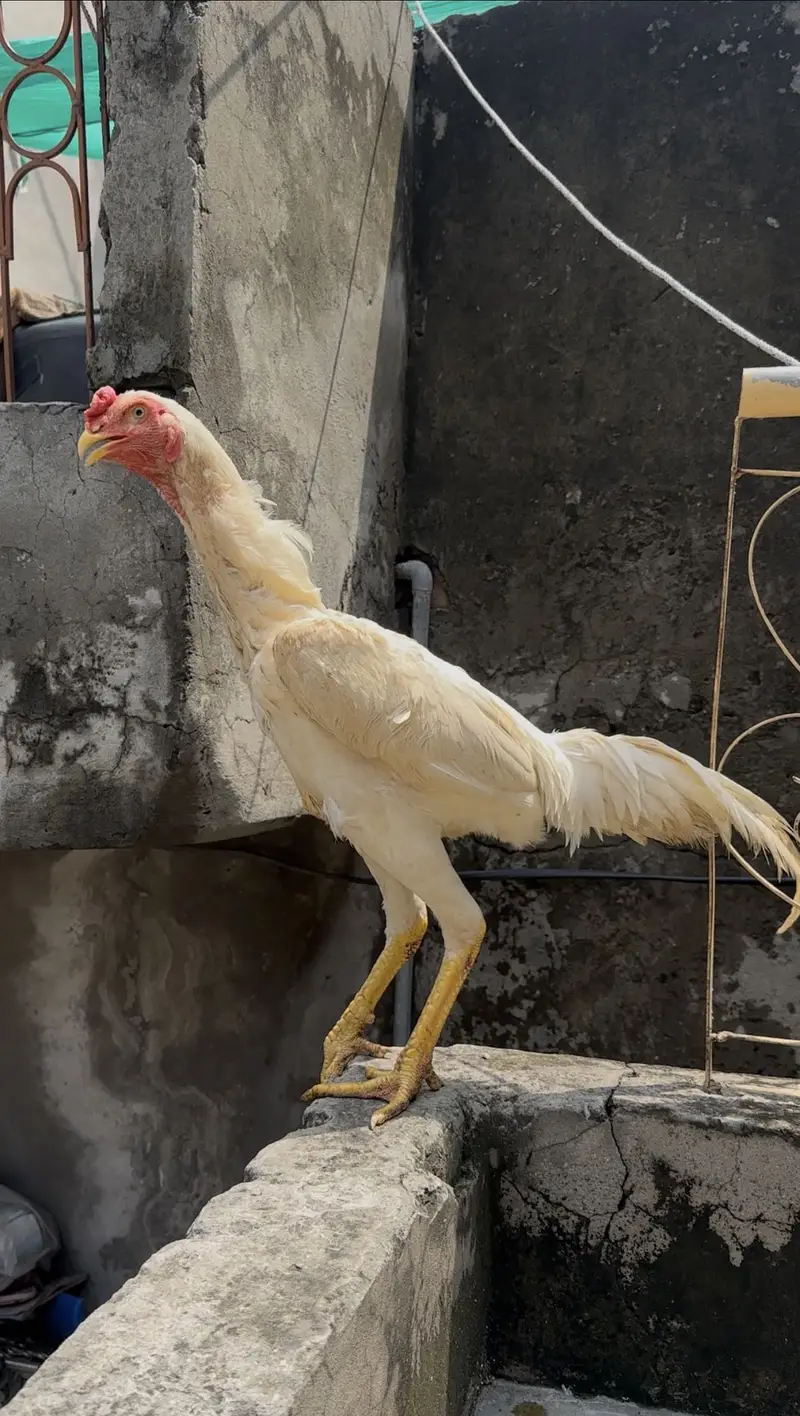 PURE OO SHAMO MALE FOR SALE  (03213671105) Whatsapp — photo 5