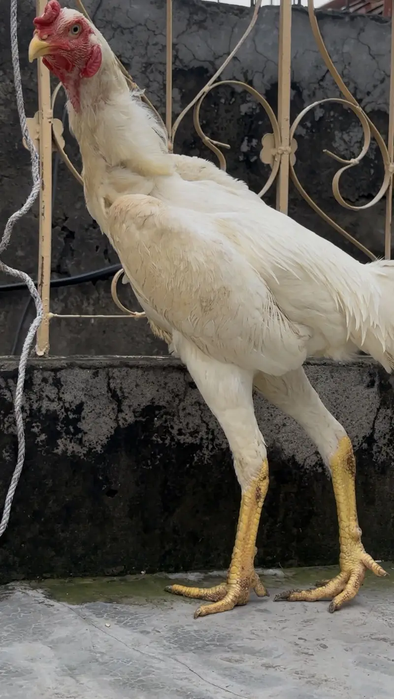 PURE OO SHAMO MALE FOR SALE  (03213671105) Whatsapp — photo 6