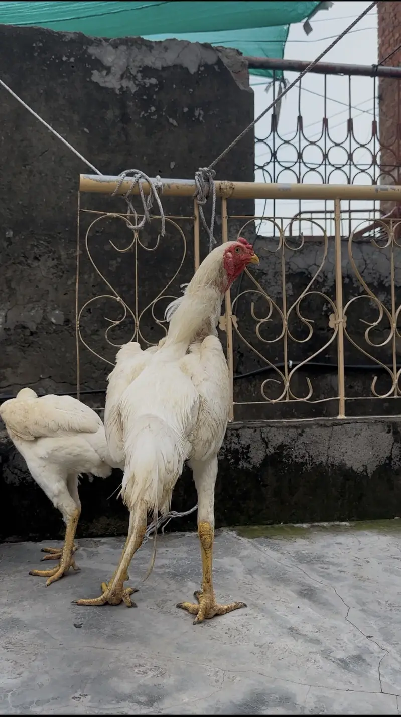 PURE OO SHAMO MALE FOR SALE  (03213671105) Whatsapp — photo 7