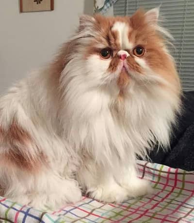 Beautiful Cat for Sale | Healthy & Active Cat