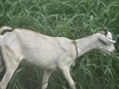 Sale goats setup