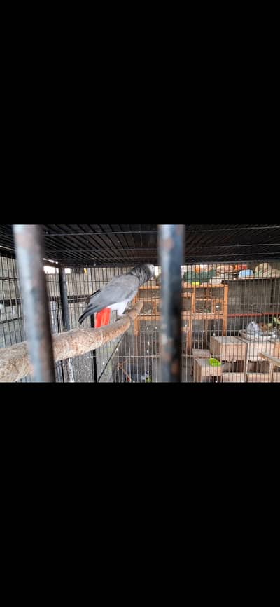 African grey