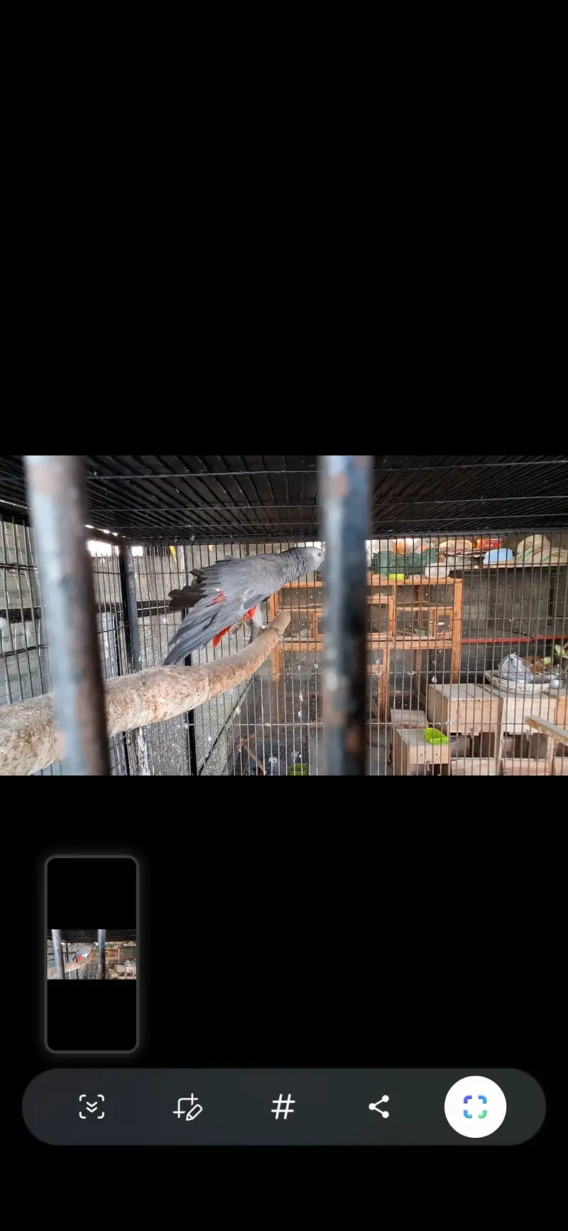African grey — photo 2
