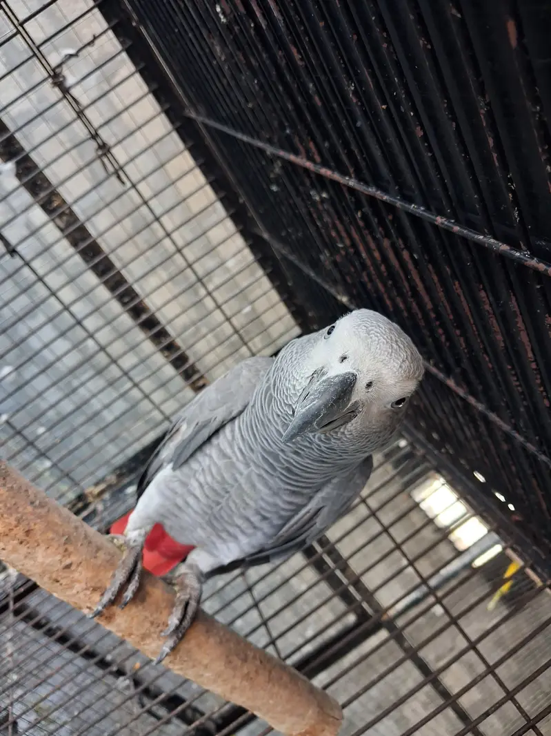 African grey — photo 3