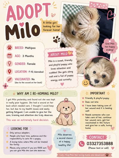 Maltipoo puppy available!!