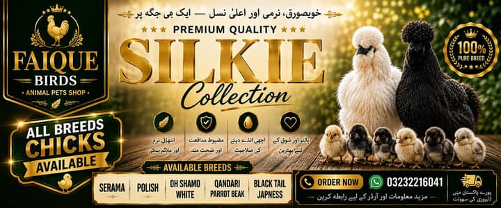 Hens chiks 03232216041