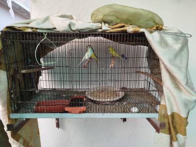 cage and bird Sell