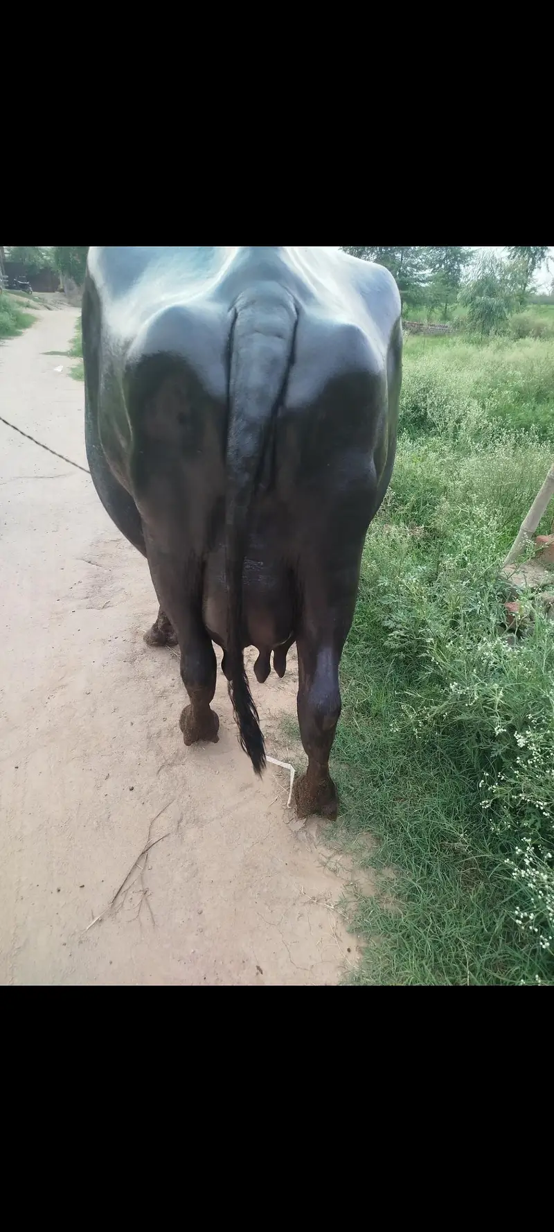 pregnant buffalo 2nd sowa — photo 3