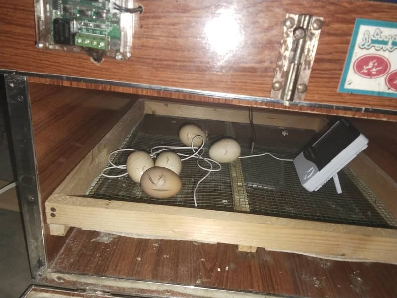Incubator 2