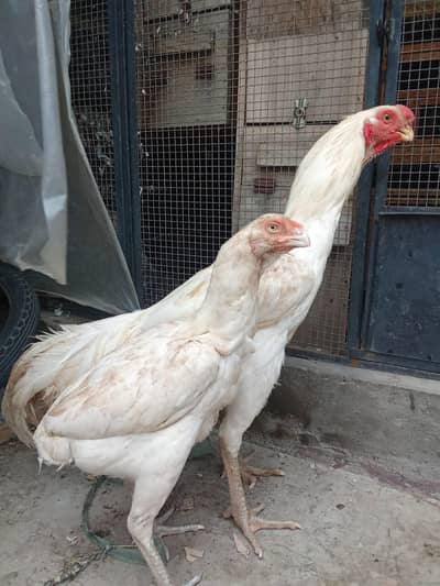 parrot beak pair available