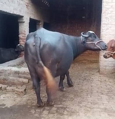Buffalo for Sale