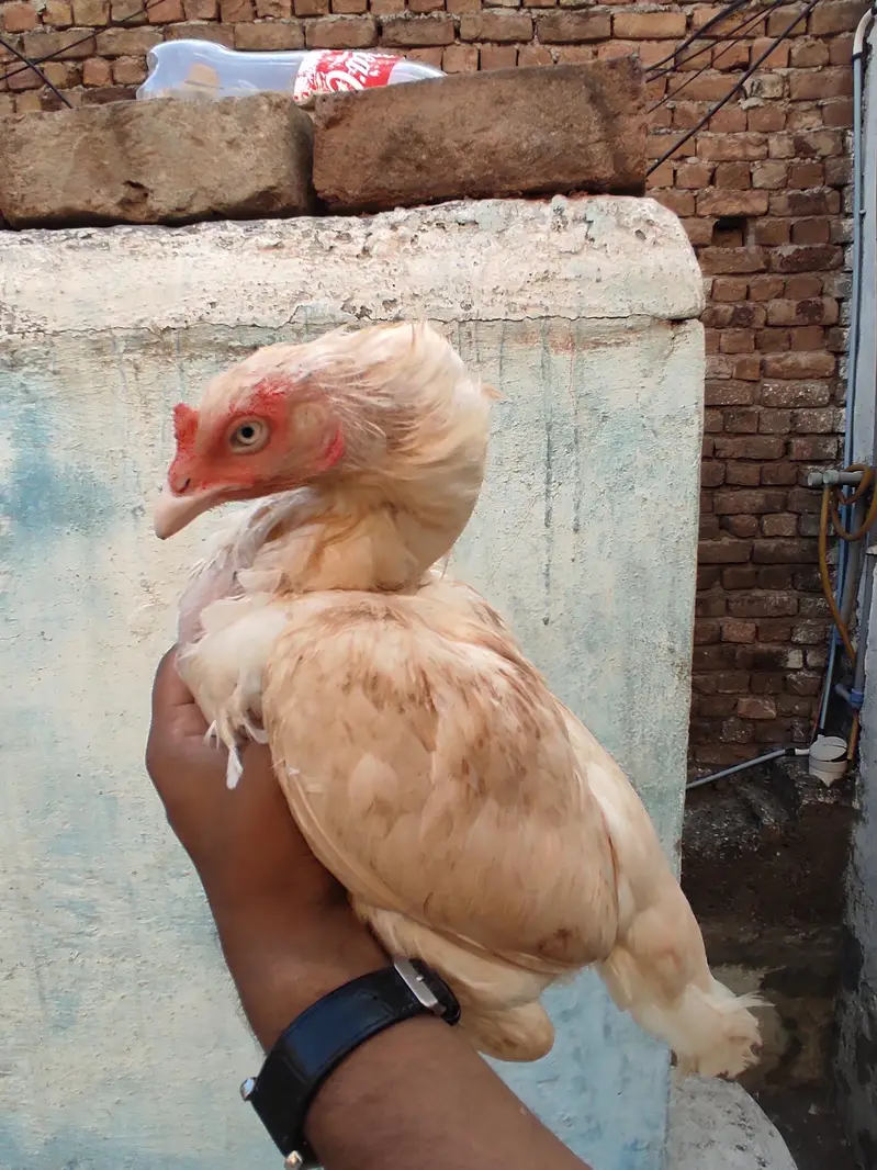 Active Madi Heera white — photo 2