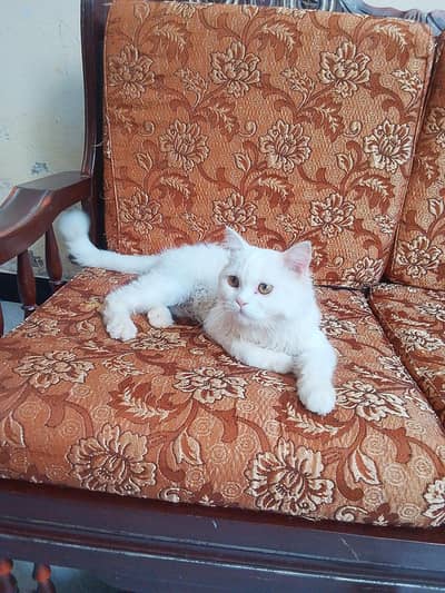 full vaccinated Persian cat