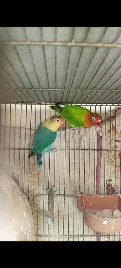 parblue/opline/ino male green opline/ ino female