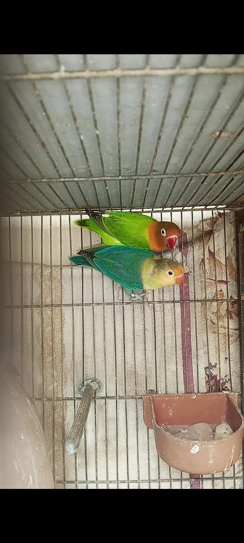 parblue/opline/ino male green opline/ ino female — photo 2
