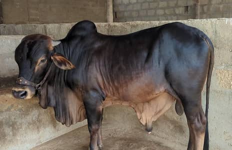 Fresh Do Dant Bachra
