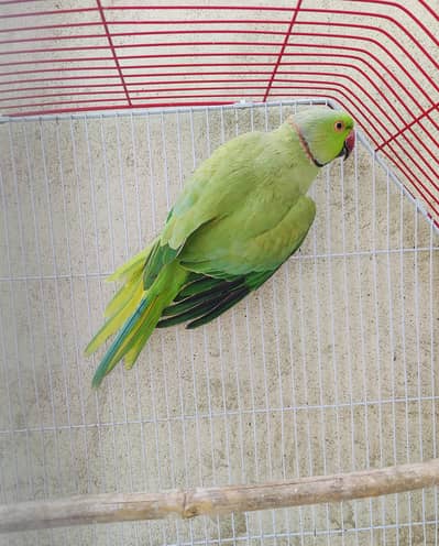 Ringneck male