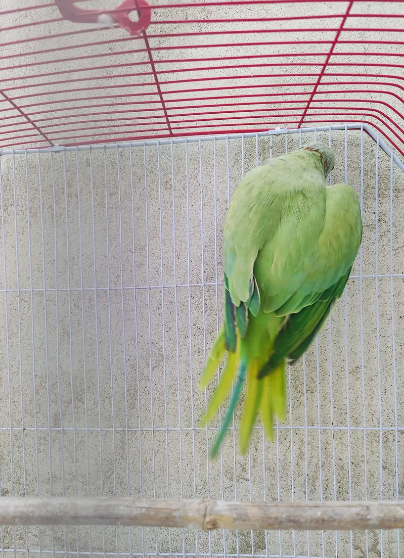 Ringneck male — photo 2