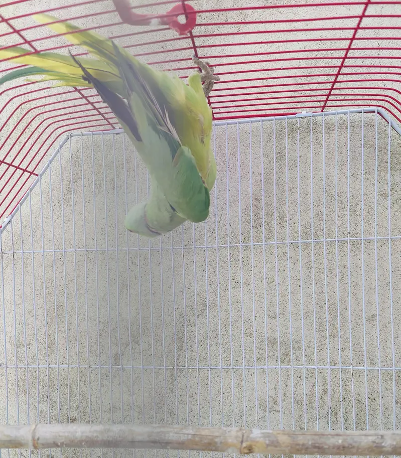 Ringneck male — photo 3