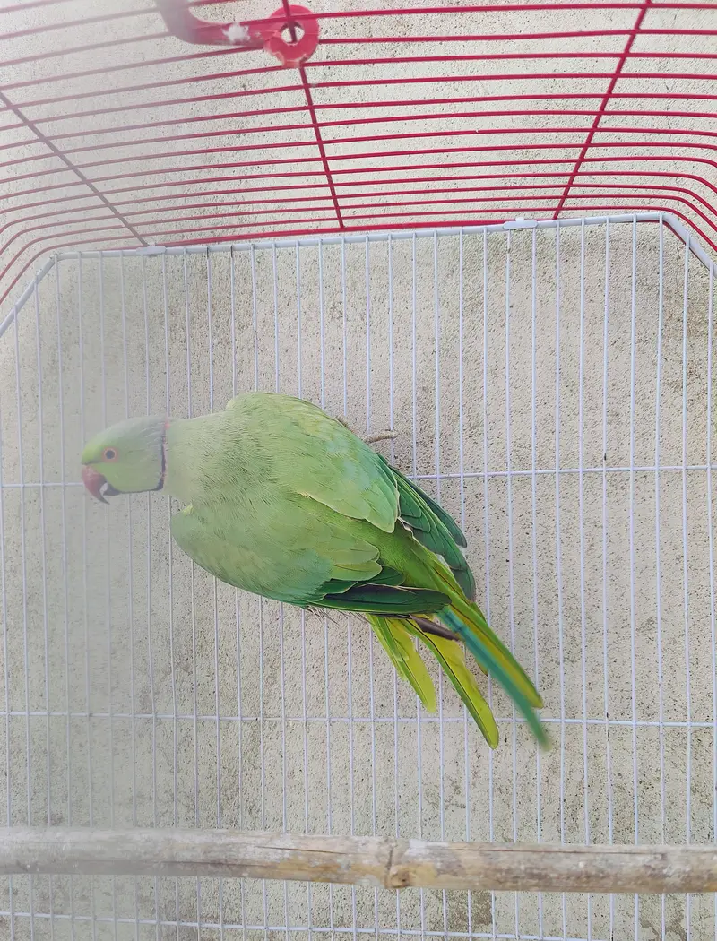 Ringneck male — photo 4
