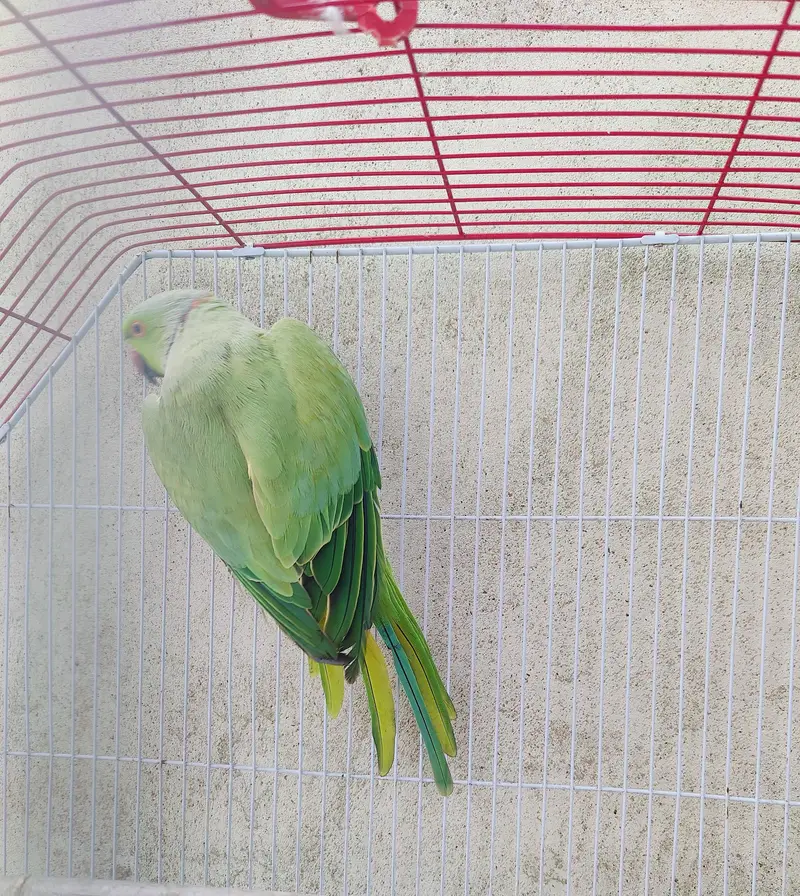 Ringneck male — photo 5