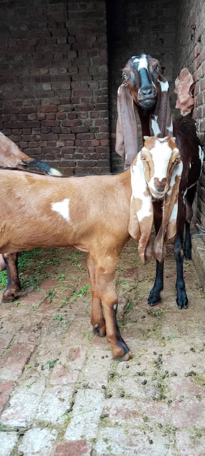 goat kid